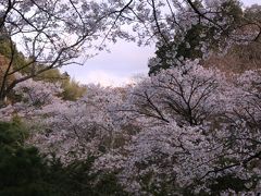 新幹線とレンタカーで巡る福島「花紀行」　（４）見頃を逃してしまった三春の枝垂桜
