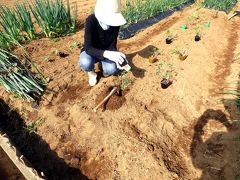 ０４．竹沢園芸種苗　三島市佐野体験農園 夏野菜の植付け