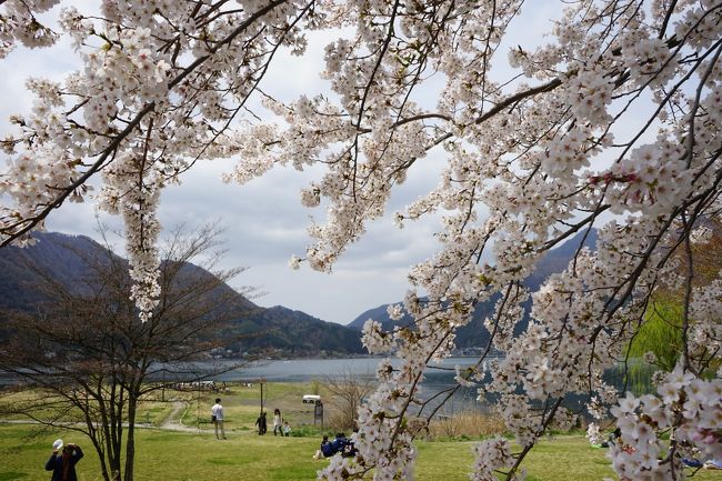前週の「山高神代桜」に続き、西湖・河口湖周辺を回ってみました。<br />残念ながら曇り空で富士山は拝めませんでした。