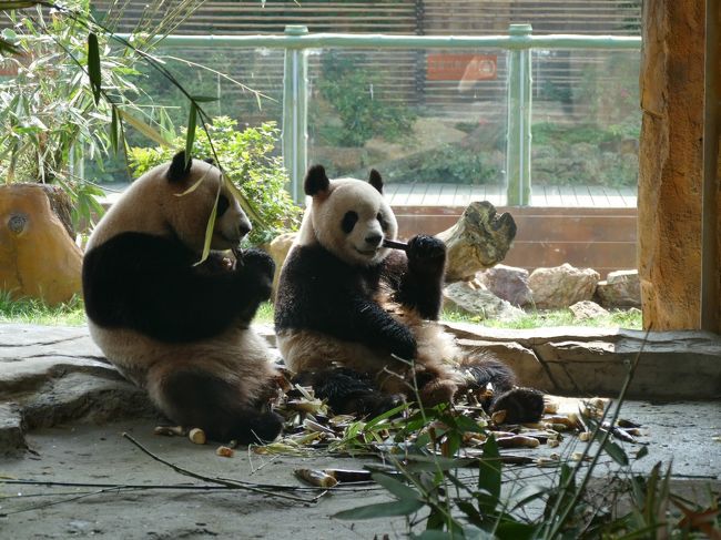 江蘇省常州市淹城野性動物世界のパンダ（艾莉と二巧）