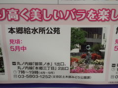 知ってた？本郷給水所公苑☆会社帰りに無料で薔薇を見る