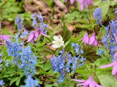 カタクリとエゾエンゴサクで彩る男山自然公園 2016（北海道）