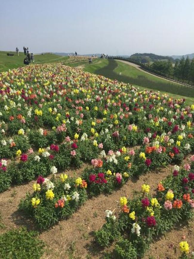 ５月の淡路島と言えば、お花も綺麗！解禁したばかりの美味しい生しらすも頂ける！<br />という最高の時期(＾〜＾)<br />ちょうど、阪神のウエスタンリーグの試合もあるということで、<br />観戦も兼ねて日帰りで遊びに行ってきました♪