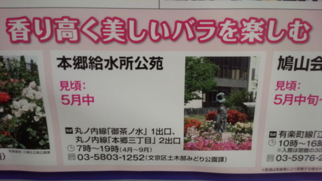 知ってた？本郷給水所公苑☆会社帰りに無料で薔薇を見る