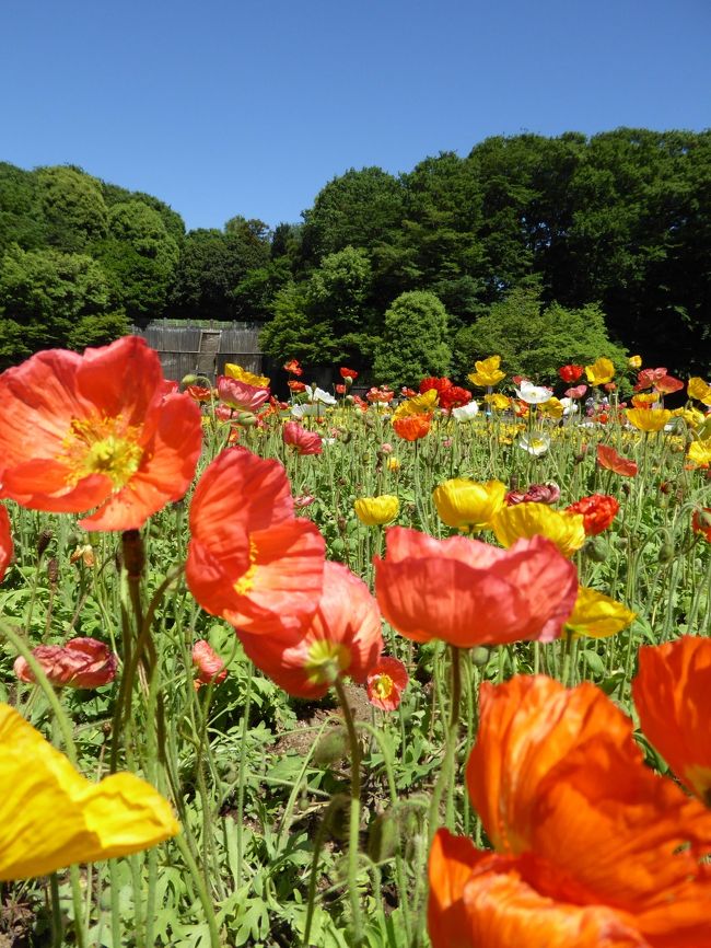 ２０１６年５月１２日、川口グリーンセンター行きました♪<br />初夏の雰囲気が濃い素晴らしい晴天に恵まれました。<br /><br />春から初夏への移ろいに訪れるのは滅多にない。<br />新緑が美しい風景の中に、<br />春の花と初夏の花が同居する風景は非常に珍しい。<br />色鮮やかな花の風景に心がときめく。<br />ゆったりと眺めて♪