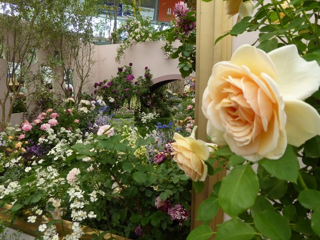 ２０１６年５月１３日、<br />所沢西武ドーム球場の「第18回国際バラとガーデニングショウ」行きました♪<br /><br />実に４年ぶり。<br />今回、行くきっかけはフランスのテーマだから。<br />以前、フランスや北イタリアの古城庭園の咲き乱れるバラを見たので、<br />もしや、そのバラと再会できるのでは？と淡い期待を抱いて。<br />でも、それは無理だと分かる。<br />なにしろ、広大な展示場に多種類のバラが咲き乱れ、<br />どれがなんの？バラなのかよく分からない。<br />でも美しいバラを見て心が豊かになるから不思議。<br />あ〜、なるほど、昔の王や姫もそのようなお想いになったのだろうと。<br /><br />エントランスから今回のテーマであるフランスのバラ。<br />エントランス、パリの小路、など。<br />香りが漂い、素晴らしい。<br />香水の原料ともいわれるバラが、<br />白・赤・ピンク・黄色・紫と咲き誇る。<br />バラはやっぱり、ヨーロッパが似合う♪