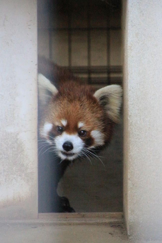 レッサーパンダ動物園遠征先を日本国内でじわじわ広げてきたため、行きたいところや再訪したいところが増え、市川市動物園は１年ぶりになってしまいました。<br />それも、京成バラ園とハシゴしたし、初夏ゆえにレッサーパンダたちはバックヤードとの出入り自由になっていたので、今回は会えない子もでてしまいました。<br />それから、まだ若いフランくんの訃報のショックも、よみがえりました。<br />会えなくてもいいから、元気で生きていて欲しい、とつくづく思いました。<br /><br />レッサーパンダ全員に会えなかった理由としては、レッサーパンダ以外の子たちも可愛くて、思った以上に時間をかけてしまったせいもあります。<br />レッサーパンダにそれぞれ個性があるように、他園で会える動物だといっても、みんな同じではありません。<br /><br />たとえば、市川市動物園のフェネックは、我が地元の埼玉こども動物自然公園の超特急（！？）で動きっぱなしの子たちと違って、来園者をじっと見ていて、写真が撮りやすかったです。<br />また、市川市動物園のミーアキャットは、15頭いる大家族が同居していて、けんかはするけど、仲良しです。数頭でのじゃれじゃれがとても可愛らしかったですし、ツイッターなどでも、市川市動物園のミーアキャットたちは、くつろいでいるときのその姿勢は、園内では１、２位を争うくらいの人気のようです。<br />我が地元の埼玉こども動物自然公園のミーアキャットも可愛いポーズを見せますが、市川っ子ほど笑える（笑）ポーズでくつろいでいることは少ないです。ツィッター人気を実感しました@<br /><br />市川市動物園のコツメカワウソは、雨どいの塩ビ管を使ったプールで流れるように泳ぐ「流れカワウソ」で有名になり、その様子は実に可愛らしいです。<br />残念ながら見損ねてしまいましたが、流れないけれどふつうに泳いだり歩き回ったりするカワウソたちも、とても可愛らしかったです。<br />そろそろバックヤードの夕食が恋しい時期だったのか、甲高い声でぴゃっぴゃっと鳴き、落ち着きなく歩き回っているところは、見ていて飽きなかったです。<br /><br />一番目的のレッサーパンダたちは、昼には寝てしまうのですが、到着した15時は、ちょうど目覚める良いタイミングでした。<br />私のお気に入りでなかなか写真が撮れないソラちゃんも、今回は会えないかと思ったら、16時すぎになって、バックヤードから出てきました！<br />ちょうど飼育員さんが夕食の笹をバックヤードに運び込んでいた頃だったので、もう誰も出てこないかと思ったのですが、逆にそれで目を覚ましたのかもしれません。<br />ライチくんもルルちゃんもバックヤードから出てきて姿を見せてくれたのはその後でした。<br /><br />飼育員さんにクシで毛をすいてもらって気持ち良さそうにしていたクロギツネザルのモカおじいちゃんも、チョー可愛らしかったです。<br />公式サイトの飼育日記によると、モカおじいちゃんは以前からクシですいてもらうのが好きだったようですが、私が目撃したのは今回が初めてだったかも。<br /><br />＜京成バラ園はのべ14回目＆市川市動物園とのハシゴは５回目になった今回の旅行記のシリーズ構成＞<br />□（１）おはようローズガーデン〜早咲きも見頃で遅咲きも咲きそろったこの上ない華やかさのバラ園<br />□（２）シンデレラレンズでチャレンジした京成バラ園のバラたち＜前編＞バラの丘のイングリッシュローズからオールドローズまで<br />□（３）シンデレラレンズでチャレンジした京成バラ園のバラたち＜後編＞「ラ・フランス」から始まるモダンローズまで<br />■（４）１年ぶりの市川市動物園のレッサーパンダたちも可愛いかったし、15頭の大家族ミーアキャットやなかなか流れない流れカワウソやクロキツネザルのモカおじいちゃんにも夢中@<br /><br />市川市動物公園の公式サイト<br />http://www.city.ichikawa.lg.jp/zoo/<br /><br />＜タイムメモ＞<br />05:00頃　家を出る<br />05:46　北朝霞駅発 JR武蔵野線 東京行きに乗車<br />06:57　西船橋駅発 東葉高速鉄道 東葉勝田台行きに乗車<br />07:10　八千代緑が丘駅に到着<br />07:40頃　京成バラ園に到着＆入園（電車割300円引）<br />（今回は切符売り場は混雑しておらず）<br />07:45-09:10　広角ズームレンズで園内ざっくり回る<br />09:10-09:40　撮った写真をチェックしながら休憩<br />09:40-12:40　シンデレラレンズで個々のバラを撮影<br />12:40-12:55　撮った写真をチェックしながら休憩<br />12:55-13:00　ローズルームの「藤川志朗 花のイラスト展」<br />13:00-13:15　ローズショップで買い物<br />13:15　京成バラ園を出る<br />13:35頃　徒歩で八千代緑が丘駅に到着<br />13:41　八千代緑が丘駅発 東葉高速鉄道快速 東京行きに乗車<br />14:06　西船橋駅発JR武蔵野線 府中本町行きに乗換え<br />14:12　市川大野駅に到着<br />14:31　動植物園行きのコミュニティバスに乗車（大人一律150円）<br />14:45頃　動植物園の停留所に到着<br />14:50　市川市動物園に入園<br />14:55-15:05　レストルームの売店で買い物<br />15:05-15:40　レッサーパンダ（優花・梨花・ナミ）<br />（ちょうど目覚めたところ）<br />15:40-16:05　その他の動物たち<br />16:10-16:25　ミニ鉄広場のレッサーパンダ＆クロギツネザル<br />（明登・ライチ・ルル・ソラ）<br />（カリン・ハオに会えず／イチ丸は撮影できず）<br />16:30　市川市動物園を出る<br />16:45　京成バスに乗車<br />16:55　市川大野駅に到着<br />17:05　市川大野駅発 JR武蔵野線 府中本町行きに乗車<br />（16:56発でも間に合ったが満員だったので見送った）<br />18:40頃　帰宅<br /><br />※前回の市川市動物園の旅行記（2015年５月17日）<br />「初夏のまぶしさと暑さの中の京成バラ園とレッサーパンダ詣（５）市川市動物園：４ヵ月ぶりの市川っ子レッサーパンダたち11頭＆赤ちゃんミーアキャットやだれだれカワウソ・フェネックなど」<br />http://4travel.jp/travelogue/11013386<br /><br />※これまでの動物旅行記の目次を作成済。随時更新中。<br />「動物／動物園と水族館の旅行記〜レッサーパンダ大好き〜　目次」<br />http://4travel.jp/travelogue/10744070<br /><br />また、これまでの市川市動物園の旅行記のURL集を、最後の写真コメントの末尾に載せました。<br />