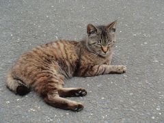 宮城ぶらり女1人旅　2日目　憧れの猫島　田代島へ