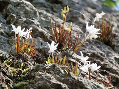 里山セッコク花まつり