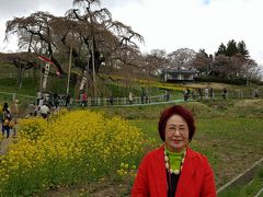 桃源郷、福島の花見山公園と三春の滝桜のはずですが？