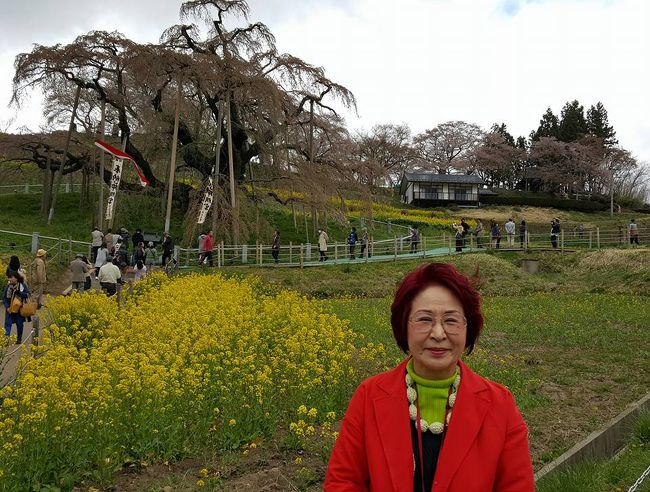 三春滝桜』は、大正11年に国の天然記念物の指定を受け、開花時には毎年20万人以上が訪れるほど人気の高い桜。<br />樹齢1,000年以上の巨木に桜が咲き乱れる姿は圧巻のひと言です。また、山梨の神代桜、岐阜の淡墨桜とともに称される日本三大桜の中でも一番最後に開花するとあって、やはり『三春滝桜』は花見の締めくくりにふさわしい名木といえるでしょう。<br />とのメッセージに釣られ、三春のサクラを見たいと出かけてきました。<br /><br />朝７時２０分に東京駅から出るツアーバスに乗りました。<br />三春のサクラはネットでライブされているので盛りを過ぎているのは予想されておりました。<br />滝桜にやっと巡り合えました。立派な桜１０００年も頑張って毎年花をつけてくれます。<br />兎に角感謝とねぎらいを。<br />存在感のある大木遠くから見るとピンク色に見えましたが、花が散った後の花柄が桜色に見えたのです。<br />沿道にあるポスターを見ながら満開の頃はさぞやと思います。<br />デモ出会えてよかった。<br /><br />花見山公園は農家の方が自宅の山を何十年という年月をかけ花の山にされたとのこと。<br />今は一大観光地になり地域の産業にも役立っております。<br />サクラは毎年予想をして観桜の予定を立てるのですが、気候に左右され今年も早めだったとか。<br /><br />昨年の弘前に続き連敗です。<br /><br />でものどかな田園の風景を堪能できました。