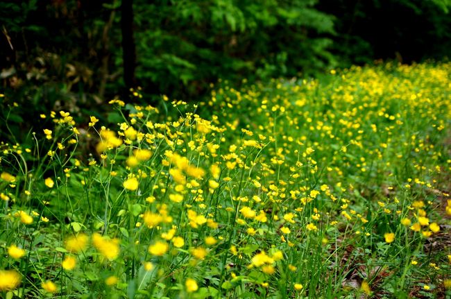 ☆福島県の季節の移り変わりを山野草や風景を中心に紹介している「福島・四季・彩々」<br />このシリーズは回を重ねてもうＰａｒｔ,５７になりました。<br /><br />旅行記のサブタイトルを“初夏の風”としまたが<br />５月って上旬はまだ春の感じですが下旬になると気温がぐんぐん上がり<br />ときには晩春を通り越して初夏のような陽気になります。<br />今年は初夏どころか真夏並みの日が多く<br />いったい今は晩春なの？初夏なの？夏なの？って感じ。<br />体感的気候と暦上の季節にかなりズレがあり季節用語の使い方が悩ましい日々です。<br />このぶんでいくと今年は猛暑間違いなしでしょうね・・・・(ーー;)。