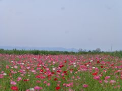 日本一広いポピー畑を歩く「こうのす花まつり」　　