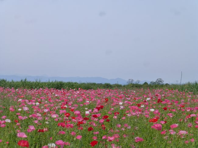 埼玉県にはポピーで有名な場所が2か所あります。<br />天空のポピーで有名な秩父高原牧場とこちら日本一の面積の鴻巣。<br /><br />4年前大霧山ハイキングの後に行った秩父高原牧場の天空のポピーは<br />ても見事でした。<br />昨年いった方の旅行記を拝見したら私が行った時よりさらに<br />ポピーが美しく来年は行こうと決めていました。<br />が、今年は私が行った4年前と違い大々的に宣伝もされ<br />なんとなく行きそびれてしまいまいました。<br /><br />そんな時鴻巣で歩くイベントがあったので、こちらに参加することにしました。<br /><br />