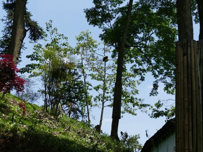 雅安碧峰峡パンダ基地[正式名称は中国保護大熊猫研究中心 雅安碧峰峡基地]に行くのは去年５月以来で１年ぶりです。今年の３月に成都や都江堰のパンダ基地を訪問した時に行かなかった理由は、「雅安碧峰峡基地は改修中で８匹しかパンダを見られない」と熊猫楽園のスタッフから聞いていたからです。<br />去年の５月に行った時には、熊猫幼稚園が工事中、豹子山大熊猫別野区は閉鎖しており見学できたパンダは５～６匹でした。<br />今回はパンダが見られるでしょうか…、状況確認に行ってきます。<br />雅安碧峰峡基地は、成都からは少し遠いし、碧峰峡風景区全体の入場料のため他の基地に比べて割高です。でも私はこの山の上にある基地がなぜか好きです。<br />今回は去年１月に初めて行った時に感動した碧峰峡も歩いてみようと思っています。<br /><br />　5/10 名古屋(14:15)→上海(16:10)（CA406)<br />　5/11 常州市滝城野生動物世界へ<br />　　　上海へ戻って豫園老街、外灘<br />　5/12 上海動物園へ。七宝老街を街歩き<br />　5/13 上海(7:10)→成都(10:30)[Lazybones泊]<br />　5/14 成都パンダ基地 　　　[Lazybones泊]<br />　5/15 バスで平楽古鎮へ　　[平楽古鎮 泊]<br />●5/16 雅安碧峰峡基地　　　[平楽古鎮 泊]<br />　5/17 熊猫楽園(都江堰基地)[平楽古鎮 泊]<br />　5/18 平楽古鎮　　　　　　[平楽古鎮 泊]<br />　5/19 平楽古鎮　　　　　　[平楽古鎮 泊]<br />　5/20 バスで成都へ　　　　[Lazybones泊]<br />　5/21 成都(8:00)→北京(10:30) [CA4113]<br />　　　 北京動物園、天安門、故宮<br />　5/22 万里の長城<br />　5/23 北京(17:00)→名古屋(21:00) [CA159]