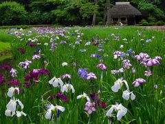 新緑の小石川後楽園