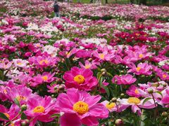 今年は連れ合いとふたりで・・・シャクヤクの楽園を愛でる・・・　★色麻町・愛宕山農業公園★