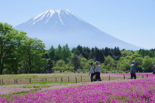 久しぶりに富士周辺に写真を撮りに行ってきました。<br />芝桜は盛りを過ぎ期待の写真は駄目。<br />忍野八海を初めいやしの里を初め何処も外国人でいっぱいした。