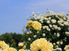 花巡り☆神代植物公園　春のバラフェスタ