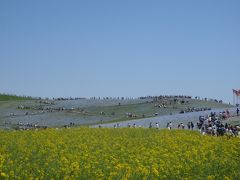 ひたち海浜公園のネモフィラ、偕楽園のツツジ　読売旅行バスツアー