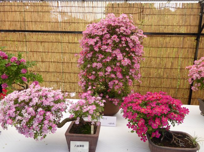 ２０１６年５月２０日、調布の深大寺近くの「神代植物公園」行きました♪<br />快晴に恵まれ、初夏の煌めきの中、優雅に散歩できました♪<br /><br />神代植物公園は小学生の遠足に行ったので懐かしい。<br />久しぶりにのんびりと。<br />入場すると目に飛び込んでくるのは日本伝統の盆栽。<br />しかも、その盆栽はすべてバラなので驚く。<br />バラと盆栽の融合は素晴らしい。<br />ゆったりと眺めて♪