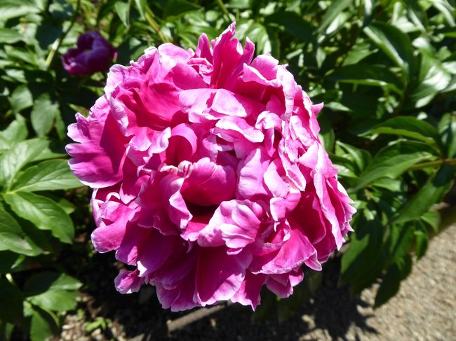 ２０１６年５月２０日、調布の深大寺近くの「神代植物公園」行きました♪<br />快晴に恵まれ、初夏の煌めきの中、優雅に散歩できました♪<br /><br />神代植物公園。<br />バラ盆栽からシャクヤク園へ。<br />今年の５月は異常高温のため、<br />季節が半月〜１カ月も進んでいるので、<br />シャクナゲとボタンはすでに咲き終わっている。<br />シャクヤクも盛りが過ぎ始めているが、<br />それでも美しい花が咲き残っている。<br />こぼれるように咲く花はボリュームがあり、ゴージャス。<br />白・ピンクを基調に、いろいろなグラデーションがある。<br />ゆったりと眺めて♪