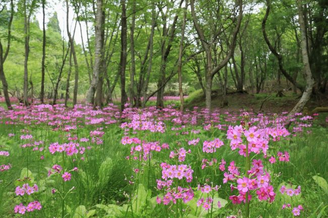 中国道山崎ICから約1時間、ちくさ高原スキー場手前のちくさ湿原の7ヶ所の群落に40万株のクリンソウが咲き誇っていると聞き行ってきました。<br />クリンソウは、花の下の方から階層になって次々と咲き、その姿がお寺の屋根の先端についている九輪に似ているところから「クリンソウ」と名前がついたそうです。<br /><br />湿原散策にはコース①②③の3コースが設けられており、選んで散策ができるようになっています。1.5～2ｋｍ位のウォークで、どのコースをとっても問題なく行くことができます。途中には順路2、順路3などの立て看板もあり迷うこともありません。<br />ちなみに、見学は無料でした。<br /><br />私たちは、コース②を歩くことに。<br />クリンソウの群生地には七福神の名前が付けられており、恵比寿、布袋、寿大黒天、弁財天、福禄寿、寿老人と6つの群生地を巡り、可憐なクリンソウを楽しみました。約1.5ｋｍで1時間位の散策でした。<br /><br />帰りには、ここから約1時間、山崎IC近くに源泉かけ流しの温泉があると聞き、「しそうよい温泉」の立ち寄り湯を楽しみ、帰路に。<br /><br />残念ながら天候には恵まれず小雨降る日でしたが、可憐なクリンソウとの出会いを楽しめた1日でした。<br /><br /><br />