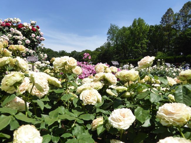 ２０１６年５月２０日、調布の深大寺近くの「神代植物公園」行きました♪<br />快晴に恵まれ、初夏の煌めきの中、優雅に散歩できました♪<br /><br />神代植物公園。<br />バラ盆栽→シャクヤク園→国際バラコンクール花壇・オールドローズ園からばら園へ。<br />広大なバラ園。<br />一面にバラが咲き乱れ、見事。<br />ほぼすべてのバラは満開となっている。<br />え？神代植物公園ってそんなにすごかったの？<br />あらゆるのバラが咲き、<br />香りも濃厚に漂い、<br />青い空の下で見る光景は夢の世界のよう。<br />前日に訪れた「国際バラとガーデニングショウ」よりもこちらのうほうが豪華すぎる。<br />ゆったりと眺めて♪