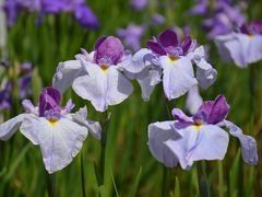 横須賀菖蒲苑開花状況報告（2016年）