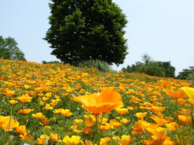 初夏の「国営昭和記念公園」♪　Vol１　オレンジ色の美しい「カリフォルニアポピー」♪
