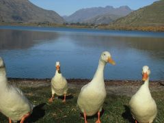 輝く黄金色のNZ　２　ワカナ湖・アロータウン