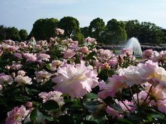 京都の龍谷ミュージアムで仏教芸術、神戸の須磨離宮公園でバラ園を楽しむ１日