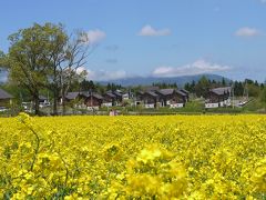 大桐原の菜の花