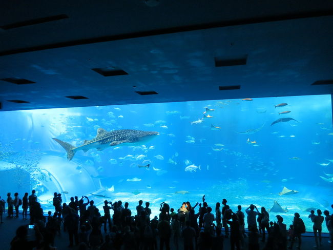 カフーいっぱいの琉球旅☆６　ちゅら海水族館とフクギ並木