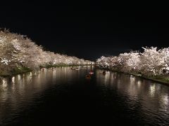 まさに弾丸、往復夜行バスで行く、弘前城の桜