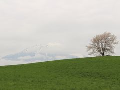 東北・一本桜をめぐる旅、のはずでした。小岩井農場の一本桜とその周辺、＋鶴の舞橋　その２