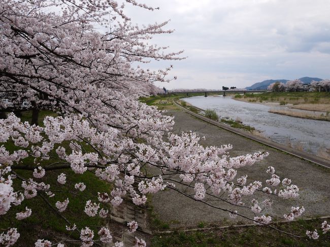 昨年に続いて角館と大仙市に行ってきました。<br /><br />お友達に会う＆都合良く桜も見たいっ。<br />しかし桜の時期に合わせて予定を組むのはなかなか難しい。<br />ちょっと早いかなぁとドキドキでしたが<br />運良く満開の桜を見ることができましたＶ