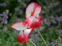 日蓮宗御首題巡り　2周年の〆/上総七里法華（ちはら台・浜野・八幡宿）