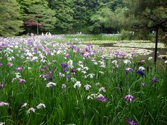 2015年6月◆『平安神宮神苑』で初夏の花（花菖蒲＆睡蓮etc.）鑑賞♪