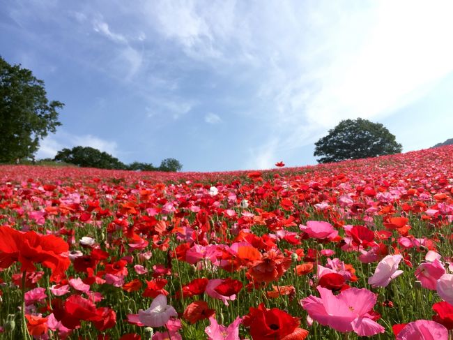 見頃から１週間遅れてしまいましたが、満を持して行ってきました、皆野町の天空のポピー！<br /><br />今回も渋滞しないでポピーにたどり着くのはもちろんですが、芝桜の時のような「燃え尽き症候群」にはなりませんヨ (`ω´)キリッ！なぜなら最近、秩父にハマりつつあるのです。（むふふ）<br /><br />そう、定番観光スポットから、並んでも食べたいご当地グルメ、花に温泉、アニメに鉄道、礼所巡りからハイキングコースまでも。掘っても掘っても出てくる名所の数々、私のツボを刺激しまくる魅惑の街です。<br /><br />秩父はまだ２回目のビギナーですが、朝からてんこ盛りで行ってみたいと思いまーす！