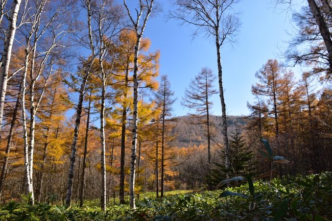 少し遅かったけれど、逆に人が少なく静かな雰囲気がよかったです☆<br />苔の世界と穏やかな池畔、白樺の紅葉、のどかな里山…ステキな景色がたくさん広がっていました(*´ω`*)