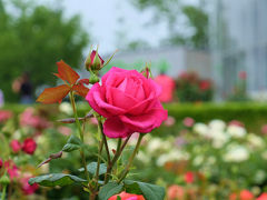 茨城県フラワパークへ　薔薇　見事な美しさを見せてくれました　下