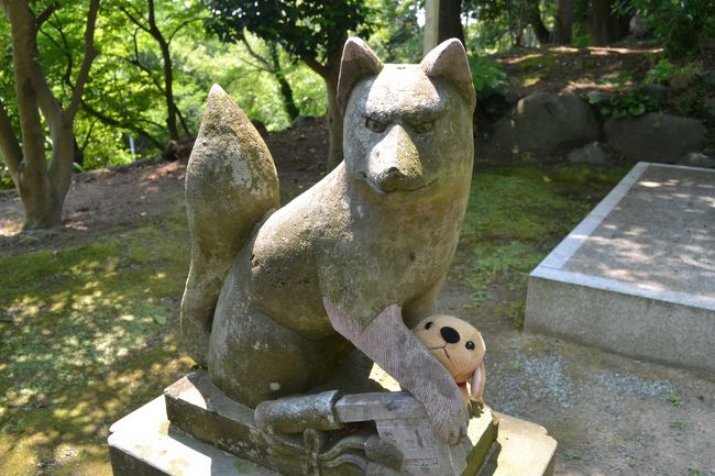 自宅から一番近い観光地、鎌倉。電車に乗って北鎌倉に行って、ぐるっとハイキングをして北鎌倉駅に戻ってくるのがおすすめ観光コースです。<br />鎌倉って、平日に行かないと混雑していて大変なんですよね。<br />だから、平日に行きました。<br /><br />あじさいの季節に鎌倉のあじさい観察もいいですけど、人が多すぎて見れないですよ。<br />だから、6月は避けて5月に紫陽花を見るのがおすすめなんですよね。<br />銭洗弁天ではお金を洗わなかったけど、スマホかパソコンでも洗えばいいのかな？壊れるか。<br />この日の目的は、佐助稲荷だったのですけど、かなりいい感じのお稲荷さんでした。