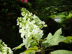 新しいカメラで、アジサイは？と関西花の寺第十二番の久安寺へ