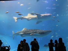 沖縄旅行2016年②美ら海水族館、古宇利島ほか