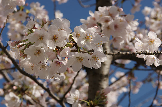 よく晴れた土曜日。<br />桜もピーク。<br />ここを逃すと、天気も心配。<br />って、ことで、昨日に引き続き、近所の桜を楽しみました。<br /><br /><br />過去の桜旅行記<br /><br />関西散歩記～2015 大阪・大阪市港区編～<br />http://4travel.jp/travelogue/11016966<br /><br />関西旅行記～2014 大阪・大阪市港区編～<br />http://4travel.jp/travelogue/10882231<br /><br />関西散歩記～2013 奈良・大和高田市内編～<br />http://4travel.jp/travelogue/10780841<br /><br /><br />大阪まとめ散歩記<br /><br />My Favorite 大阪 VOL.2<br />http://4travel.jp/travelogue/11036195<br /><br />My Favorite 大阪 VOL.1<br />http://4travel.jp/travelogue/10962773