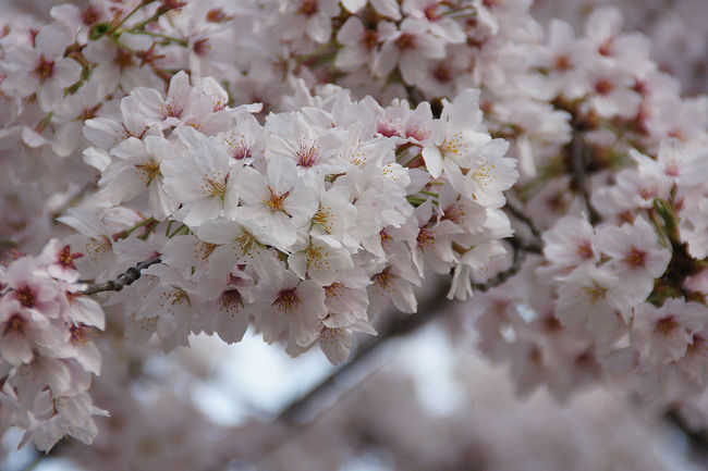 今年、最後の桜は、島本を選びました。<br />通勤途中に電車の中から見えた風景。<br />まだ綺麗に咲いてる…。<br />今年は、桜の散歩記を合計4つ残す事が出来ました。<br /><br /><br />過去の桜旅行記<br /><br />関西散歩記～2015 大阪・大阪市港区編～<br />http://4travel.jp/travelogue/11016966<br /><br />関西旅行記～2014 大阪・大阪市港区編～<br />http://4travel.jp/travelogue/10882231<br /><br />関西散歩記～2013 奈良・大和高田市内編～<br />http://4travel.jp/travelogue/10780841<br /><br /><br />大阪まとめ散歩記<br /><br />My Favorite 大阪 VOL.2<br />http://4travel.jp/travelogue/11036195<br /><br />My Favorite 大阪 VOL.1<br />http://4travel.jp/travelogue/10962773<br /><br /><br />