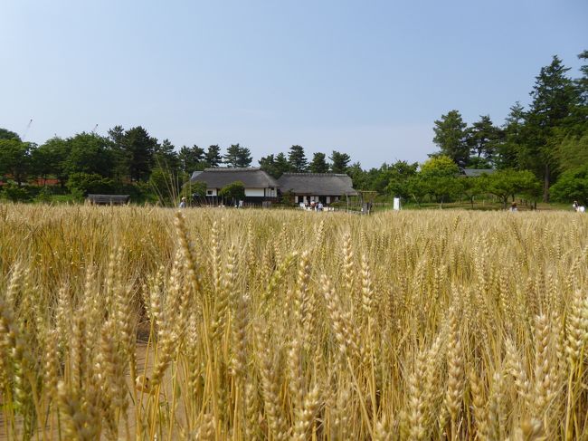 ２０１６年５月２１日、立川の「国営昭和記念公園」へ行きました♪<br />初夏の陽気に恵まれました♪<br /><br />「カリフォルニアポピー」の丘→原っぱ西花畑「アイスランドポピー」→「桜の園」→「日本庭園」→「トンボの湿地」→「こもれびの丘」→「花の丘」から「こもれびの里」へ。<br />「こもれびの里」は近年にオープンした新しいエリア。<br />武蔵の地に残る古民家などを移築したもので、<br />昔の武蔵を再現している。<br />重厚な茅葺は地面までに１メートルくらい伸びている。<br />その独特な造りは珍しい。<br />周囲にはお茶畑や麦畑などが広がり、<br />懐かしい風景。<br />麦畑は黄金色になって、春の収穫を迎えている。<br />黄金の麦畑は美しい。<br />その風景は将来、本物の果てしなく広がる原風景に出会えるとは思いもよらぬことであった。<br />ゆったりと眺めて♪