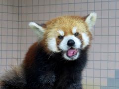 初夏のレッサーパンダ紀行【５】 周南市徳山動物園　楽しい朝一番のリンゴタイム！！ 可愛い食べ姿のフーフー君を満喫させて頂きました