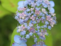 紫陽花がひと足早く楽しめる鎌倉・光則寺へ